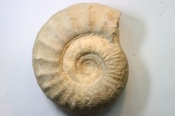 Subgrossouvria famula - callovien - Montreuil Bellay- FRANCE