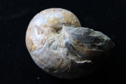 nautilus with shell: CYMATOCERAS SAKALAVUM - Albien - Mahajanga, Madagascar