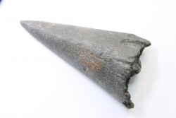 rostre de poisson (inférieur) MARLIN // Miocène // Caroline du sud - USA