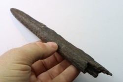 billfish rostrum (upper jaw) MARLIN  Miocene  south Carolina  - USA