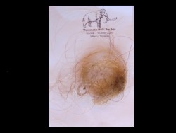 MAMMOTH HAIR