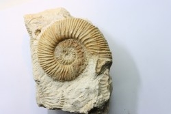 Reineckia aff, stuebeli - Callovien - Deux Sevres - FRANCE - Microconque avec apophyse