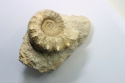 Peltoceras athleta - callovien supérieur - Montreuil-Bellay - FRANCE