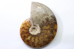 polissage: superbe ammonite cleoniceras du crétacé de  Madagascar