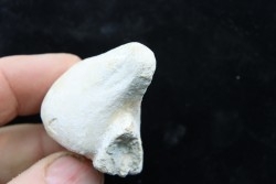 Claviaster libycus - Cénomanien - Aoufous, Erfoud,  Maroc
