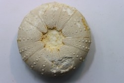 Heterodiadema libyca - Cénomanien - Aoufous, Erfoud,  Maroc