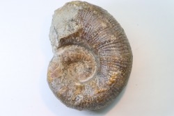 Lytoceras sublineatum   - toarcien moyen - Charolles - FRANCE