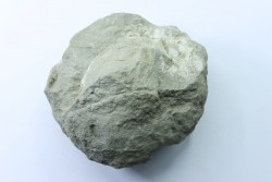 Unprepared Hoplite -  - albian - old quarry Courcelles - Aube - France