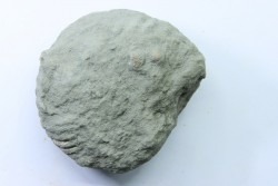Unprepared Hoplite -  - albian - old quarry Courcelles - Aube - France