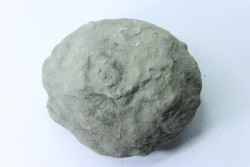 Nodule d'HOPLITE à dégager - albien moyen - ancienne carrière Courcelles - Aube - France