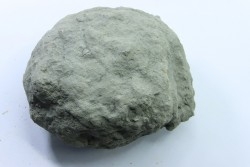 Nodule d'HOPLITE à dégager - albien moyen - ancienne carrière Courcelles - Aube - France