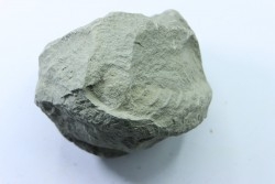 Unprepared Hoplite -  - albian - old quarry Courcelles - Aube - France