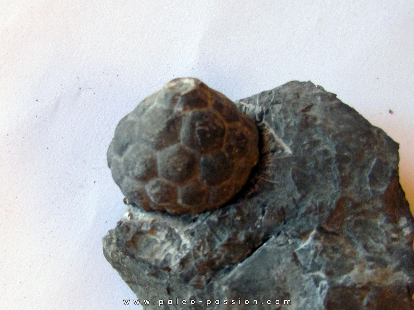 MELOCRINITES VERRUCOSUS MELOCRINITES VERRUCOSUS