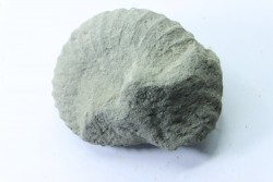 Unprepared Hoplite -  - albian - old quarry Courcelles - Aube - France
