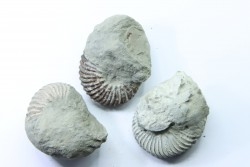 Unprepared Hoplite (set of 3 pieces) - albian - old quarry Courcelles - Aube - France