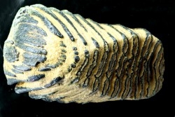 MAMMOTH TOOTH:  mammuthus primigenius