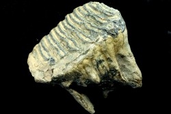 MAMMOTH TOOTH:  mammuthus primigenius