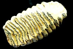 DENT DE MAMMOUTH:  mammuthus primigenius - Pléistocène supérieur // Mer du Nord - Hollande