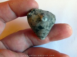 MELOCRINITES HIEROGLYPHICUS - upper Frasnian - TRELON - FRANCE