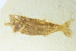 poisson fossile - Mioplosus labracoides - Eocène - green river fmt - Wyoming - USA