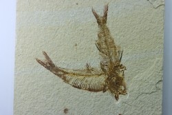 AMPHIPLAGA BRACHYPTERA et KNIGHTIA EOCAENA - USA