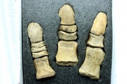 patte de dinosaure hadrosaure : Edmontosaure anneltens  Hell Creek  Formation  crétacé supérieur  Dawson County, Montana