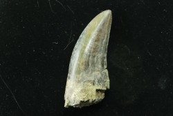 Dent de : Tyrannosaure rex