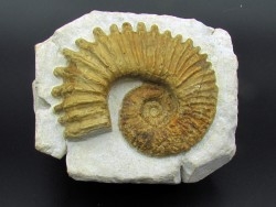 PSEUDOCRIOCERAS BREVE - bedoulien - La bedoule –13, France