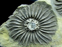 Platycrinites bozemanensis - Lodgepole Formation - Mississippien - Gallatin County, Montana.