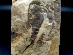 EURYPTERUS REMIPES - Silurien - Fiddler's Green FMT - Herkimer County, NY – USA