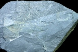 VERS PRIAPULIDA - Ottoia prolifica - cambrien moyen - Burgess Shale - Burgess, British Colombia, CANADA