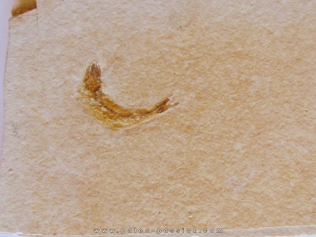 poisson fossile LEPTOLEPIS STRATIFORMIS