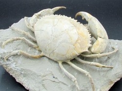 HARPACTOCARCINUS PUNCTULATUS  éocène  Monte BALDO, Italie