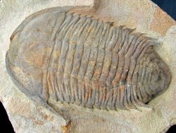 Caliminidae nov. sp. - ordovicien - Zagora, Maroc