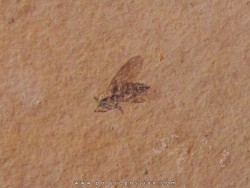 insect: DIPTERE