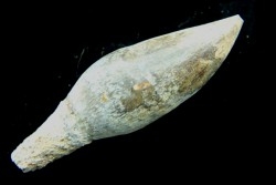 pathologic mosasaur tooth: Globidens sp. - upper cretaceous - Rosebud County, Montana