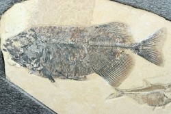 PHAREODUS ENCAUSTUS et diplomystus dentatus  - Eocène - green river fmt- Wyoming - USA
