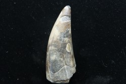 Big size  PHYTOSAURE sp. tooth - Bull Canyon Formation - upper triassic - New Mexico - USA