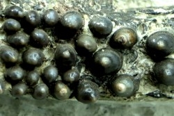 Dents de poisson type Lépidotes : Scheenstia mantelli - Berriasien - Cherves-de-cognac, FRANCE