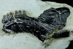 Lepidotes mandibule and scale: Scheenstia mantelli - Berriasian - Cherves-de-cognac, FRANCE