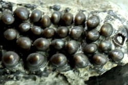 Dents de poisson type Lépidotes : Scheenstia mantelli - Berriasien - Cherves-de-cognac, FRANCE