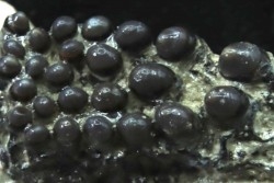 Dents de poisson type Lépidotes : Scheenstia mantelli  - Berriasien - Cherves-de-cognac, FRANCE