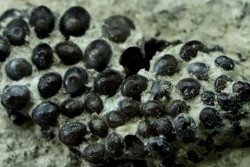 Dents de poisson type Lépidotes : Scheenstia mantelli  - Berriasien - Cherves-de-cognac, FRANCE