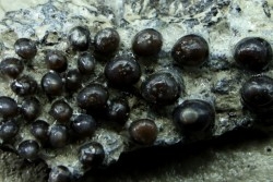 Dents de poisson type Lépidotes : Scheenstia mantelli - Berriasien - Cherves-de-cognac, FRANCE