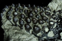 Dents de poisson type Lépidotes : Scheenstia mantelli  - Berriasien - Cherves-de-cognac, FRANCE