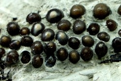 Dents de poisson type Lépidotes : Scheenstia mantelli - Berriasien - Cherves-de-cognac, FRANCE