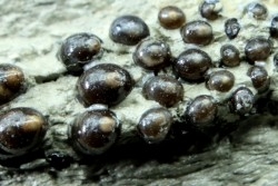 Dents de poisson type Lépidotes : Scheenstia mantelli - Berriasien - Cherves-de-cognac, FRANCE