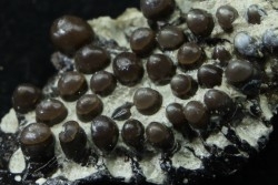 Dents de poisson type Lépidotes : Scheenstia mantelli  - Berriasien - Cherves-de-cognac, FRANCE