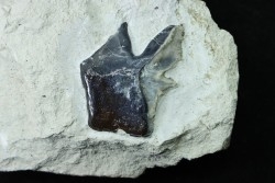 Lepidotes scale: Scheenstia mantelli - Berriasian - Cherves-de-cognac, FRANCE