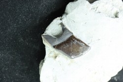Lepidotes scale: Scheenstia mantelli - Berriasian - Cherves-de-cognac, FRANCE